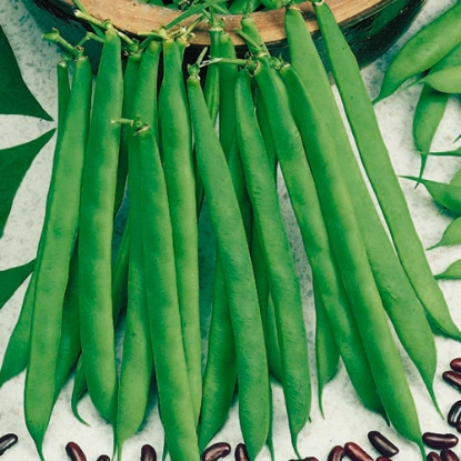 Picture of Dwarf French Bean - Canadian Wonder